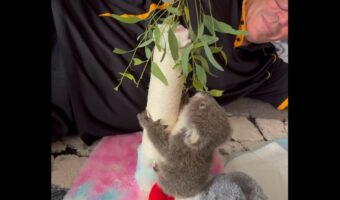 コアラの赤ちゃんが木登りに初挑戦!ごはんに引き寄せられてガンバる姿がかわいすぎる!!【海外・保護】