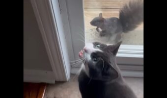 外にいるリスと遊びたいネコ。自分で窓を開けられなくて・・飼い主さんにヘルプ要請？【海外・動画】