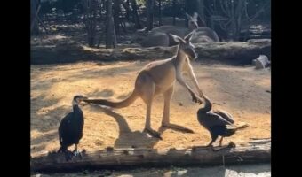 カンガルーの小競り合い相手は・・鳥!?まさかの白熱バトルも、なんだかユーモラス【海外・動画】