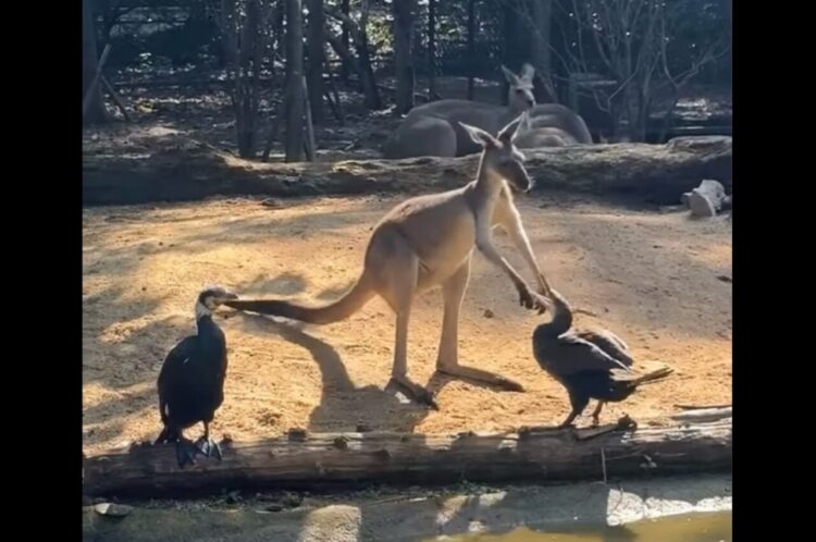 カンガルーの小競り合い相手は・・鳥！？まさかの白熱バトルも、なんだかユーモラス【海外・動画】