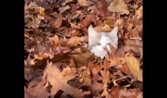 落ち葉の海をカキカキ！ひょっこり顔を覗かせて無邪気に遊び回る子猫がかわいすぎる！【海外・動画】