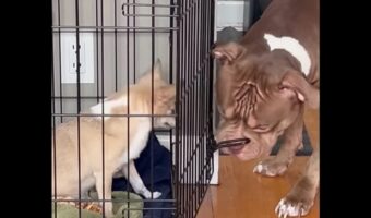 執念を見せるアメリカンブリー!お友達をケージから脱出させるため大奮闘!【海外・動画】