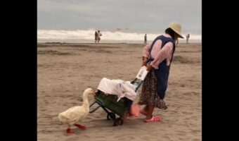 アヒルがビーチをおさんぽ！？ブーツを履いておばあちゃんの後ろを仲良くお散歩？【海外・動画】