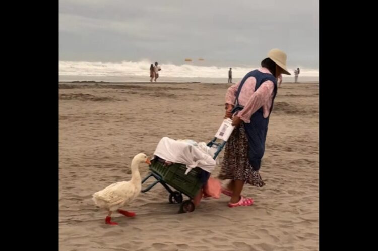 アヒルがビーチをおさんぽ！？ブーツを履いておばあちゃんの後ろを仲良くお散歩？【海外・動画】