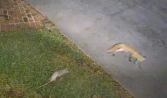 防犯カメラが捉えた鬼ごっこ。キツネを追い回すのは・・まさかのオポッサム!?