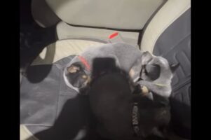 これじゃあ出発できないよ！？車に乗り込もうとしたら・・マイペースな愛犬たちに足止めされる【アメリカ・動画】