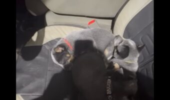 これじゃあ出発できないよ!?車に乗り込もうとしたら・・マイペースな愛犬たちに足止めされる【アメリカ・動画】