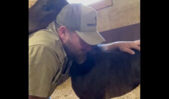 仔馬がハグを披露！「尊い」「なんて愛らしい子」の声【アメリカ・動画】