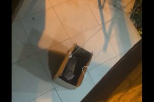 ネコのユニークな帰宅方法。ダンボール製のエレベーターに乗り込み2階の自宅へ！【海外・動画】