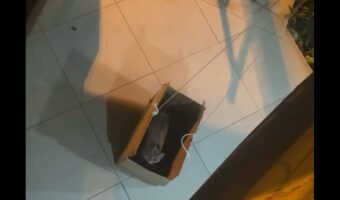 ネコのユニークな帰宅方法。ダンボール製のエレベーターに乗り込み2階の自宅へ!【海外・動画】