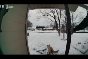 全力で庭に駆け抜けるラブラドール。その目的は・・朝刊の回収だった！？【海外・動画】