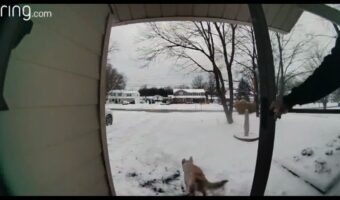 全力で庭に駆け抜けるラブラドール。その目的は・・朝刊の回収だった!?【海外・動画】