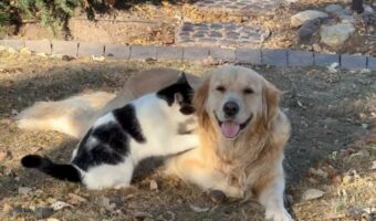 かわいいマッサージ屋さん。ネコがゴールデンレトリバーの背中をこねこねスリスリ!【アメリカ・動画】