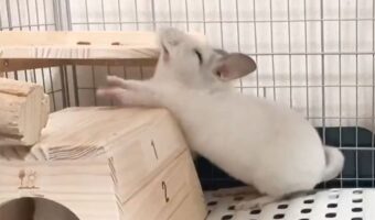 5時間の部屋んぽを楽しんだ後のチンチラ。深夜3時頃に見せた体の伸ばしてからのあくびがかわいすぎる!