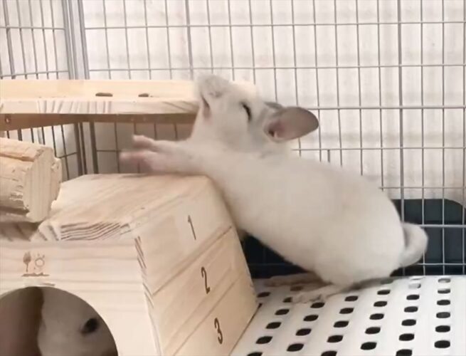 5時間の部屋んぽを楽しんだ後のチンチラ。深夜3時頃に見せた体の伸ばしてからのあくびがかわいすぎる！