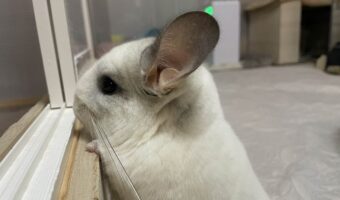 チンチラの小さなおててがかわいすぎると話題に「おてて短い、ちいちゃい」「横顔も美人さん」