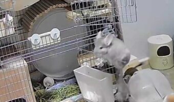 チンチラのケージへの戻り方がカッコよすぎる！「映画のワンシーンみたい」「器用だわぁ」