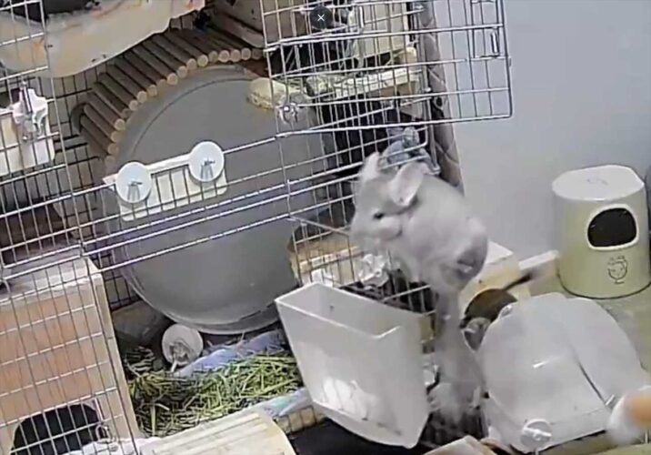 チンチラのケージへの戻り方がカッコよすぎる！「映画のワンシーンみたい」「器用だわぁ」