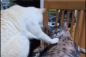 知らないネコが椅子で眠っている？様子をうかがうネコの姿が話題に「やさしく触れるのがかわいい」「こんな子はいたかにゃ？」