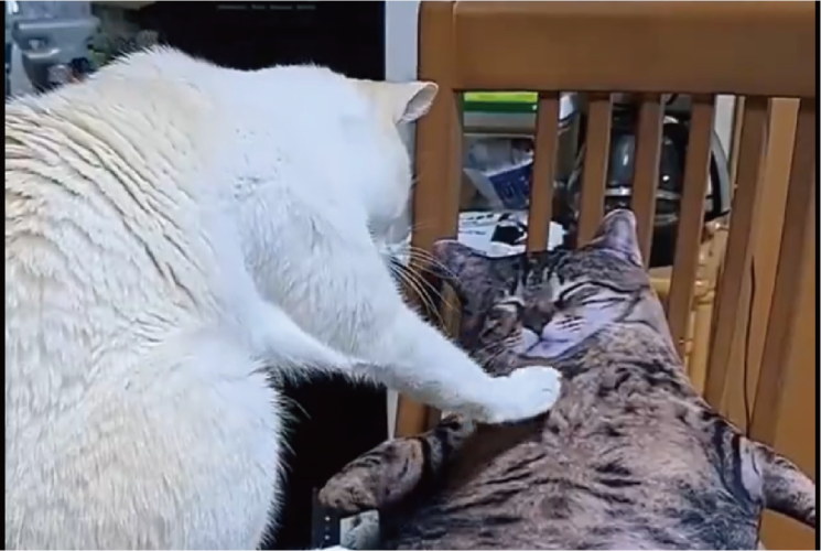 知らないネコが椅子で眠っている？様子をうかがうネコの姿が話題に「やさしく触れるのがかわいい」「こんな子はいたかにゃ？」