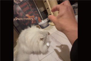 影絵が気になるネコ。最後まで100点なリアクションが話題に「3秒から6秒にかけてがやばい」「コスパ100点の遊び」