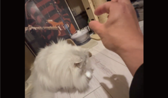 影絵が気になるネコ。最後まで100点なリアクションが話題に「3秒から6秒にかけてがやばい」「コスパ100点の遊び」