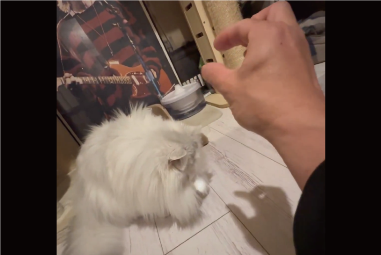 影絵が気になるネコ。最後まで100点なリアクションが話題に「3秒から6秒にかけてがやばい」「コスパ100点の遊び」