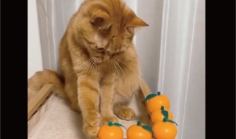 ツンツンして慎重にオモチャを動かしていたネコ。オモチャを落としてしまった時の表情が話題に「あ・・ってなってる」「声を出して笑ってしまった」