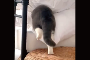 ネコがフワフワの布団に吸い込まれていく～！「お尻がまんまる」「この入り方最高にかわいい」