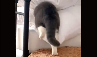 ネコがフワフワの布団に吸い込まれていく~!「お尻がまんまる」「この入り方最高にかわいい」