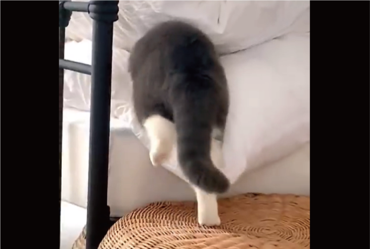 ネコがフワフワの布団に吸い込まれていく～！「お尻がまんまる」「この入り方最高にかわいい」