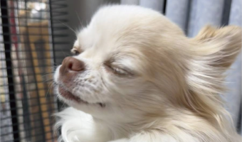 チワワはヒーターを堪能中!うっとり目を閉じる姿に「ヌクヌク1番乗りだね!」「なんか神様に見える」