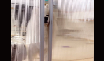 部屋に入って来るサモエド。仕切りを開ける動きが話題に「おててピーンがかわいすぎ」「ちょっと失礼しますって感じ」