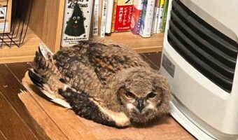 ストーブの前で暖をとるフクロウ。このかわいさは本当に猛禽類?「ちゃんと暖かい場所を知ってるんだ」「かわいさに悶絶」