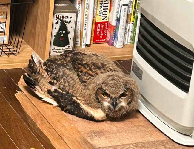 ストーブの前で暖をとるフクロウ。このかわいさは本当に猛禽類？「ちゃんと暖かい場所を知ってるんだ」「かわいさに悶絶」