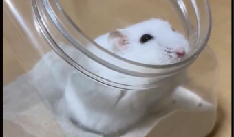 ハムスターが砂風呂でまったり!くつろぐ姿に反響「まったりしてて気持ちよさそう」「最高ですね!」