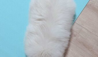 シャリかと思ったら・・ポメラニアンだ！？上から撮った1枚が話題に「黒ゴマついたシャリですね」「大将、大トロお願いしまっす！」