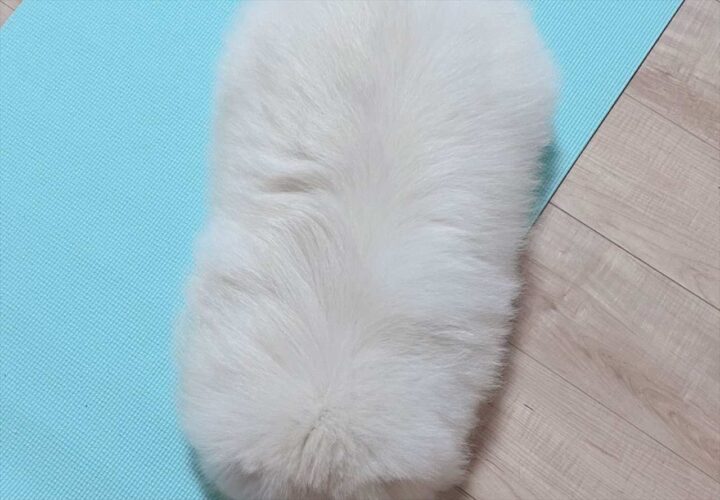 シャリかと思ったら・・ポメラニアンだ！？上から撮った1枚が話題に「黒ゴマついたシャリですね」「大将、大トロお願いしまっす！」