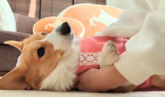 やる気をまったく感じられないコーギーのおさんぽ準備が話題に!「王族の着替えもこんな感じかな」「これ中毒性あります」