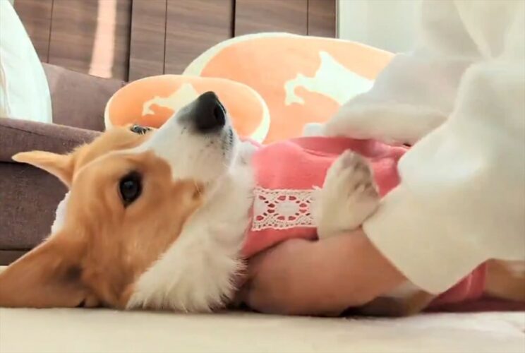 やる気をまったく感じられないコーギーのおさんぽ準備が話題に！「王族の着替えもこんな感じかな」「これ中毒性あります」