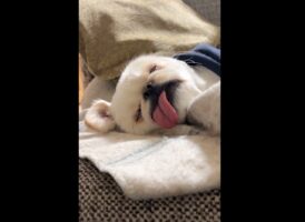 一日中気持ちよさそうに寝ていたペキニーズ。その寝顔が話題に！「寝る子は育つ・・！？」「幸せそうな寝顔」