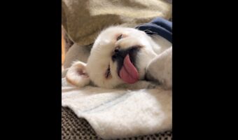 一日中気持ちよさそうに寝ていたペキニーズ。その寝顔が話題に!「寝る子は育つ・・!?」「幸せそうな寝顔」
