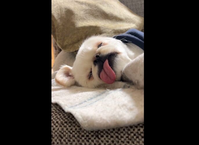 一日中気持ちよさそうに寝ていたペキニーズ。その寝顔が話題に！「寝る子は育つ・・！？」「幸せそうな寝顔」