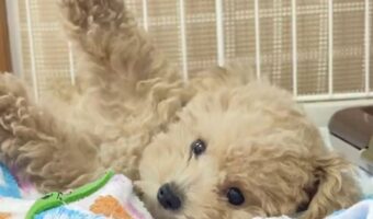 驚き方がかわいすぎると話題のトイプードル「両手が上がってピーン!」「思わず笑顔になっちゃいます」