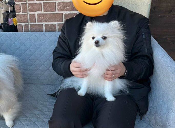 パパさんの膝の上にお友達が！？ポメラニアンのその時のリアクションが話題に！「信じられないって顔」「え！？って顔」