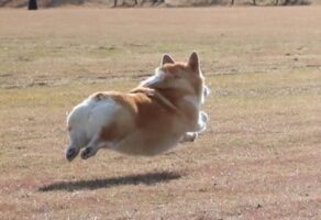 あんよがピーン！宙に浮かんでいるように見えるコーギーに反響！「低空だけど気持ちよさそう」「下の影まで尊い」