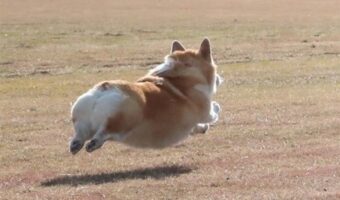 あんよがピーン！宙に浮かんでいるように見えるコーギーに反響！「低空だけど気持ちよさそう」「下の影まで尊い」