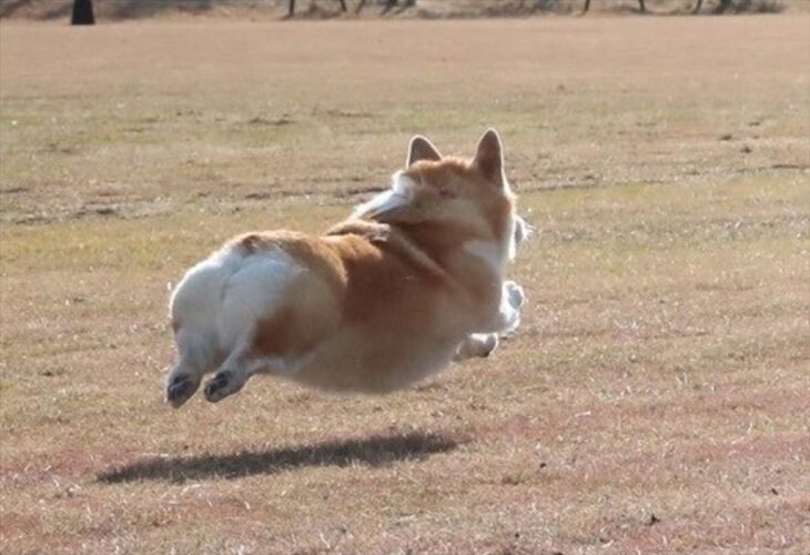 あんよがピーン！宙に浮かんでいるように見えるコーギーに反響！「低空だけど気持ちよさそう」「下の影まで尊い」