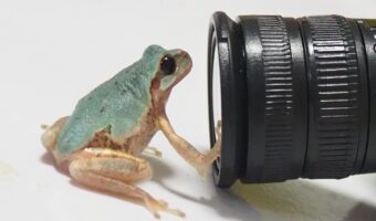 カメラを興味深そうに見つめるカエルに反響「撮って!撮って!って言ってる?」「この状態で撮影した写真を見たい」