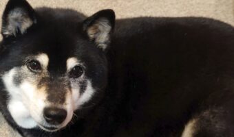 愛犬のおててが折れている?!目を疑う柴犬の様子が話題に「この角度からだと焦りますね」「こりゃ、変な声出るわ」